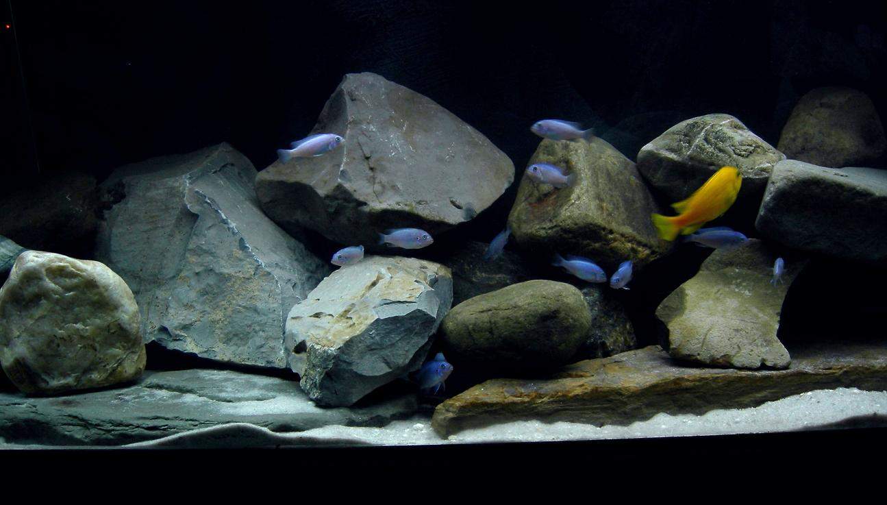 Malawi Aquarium Rückwand