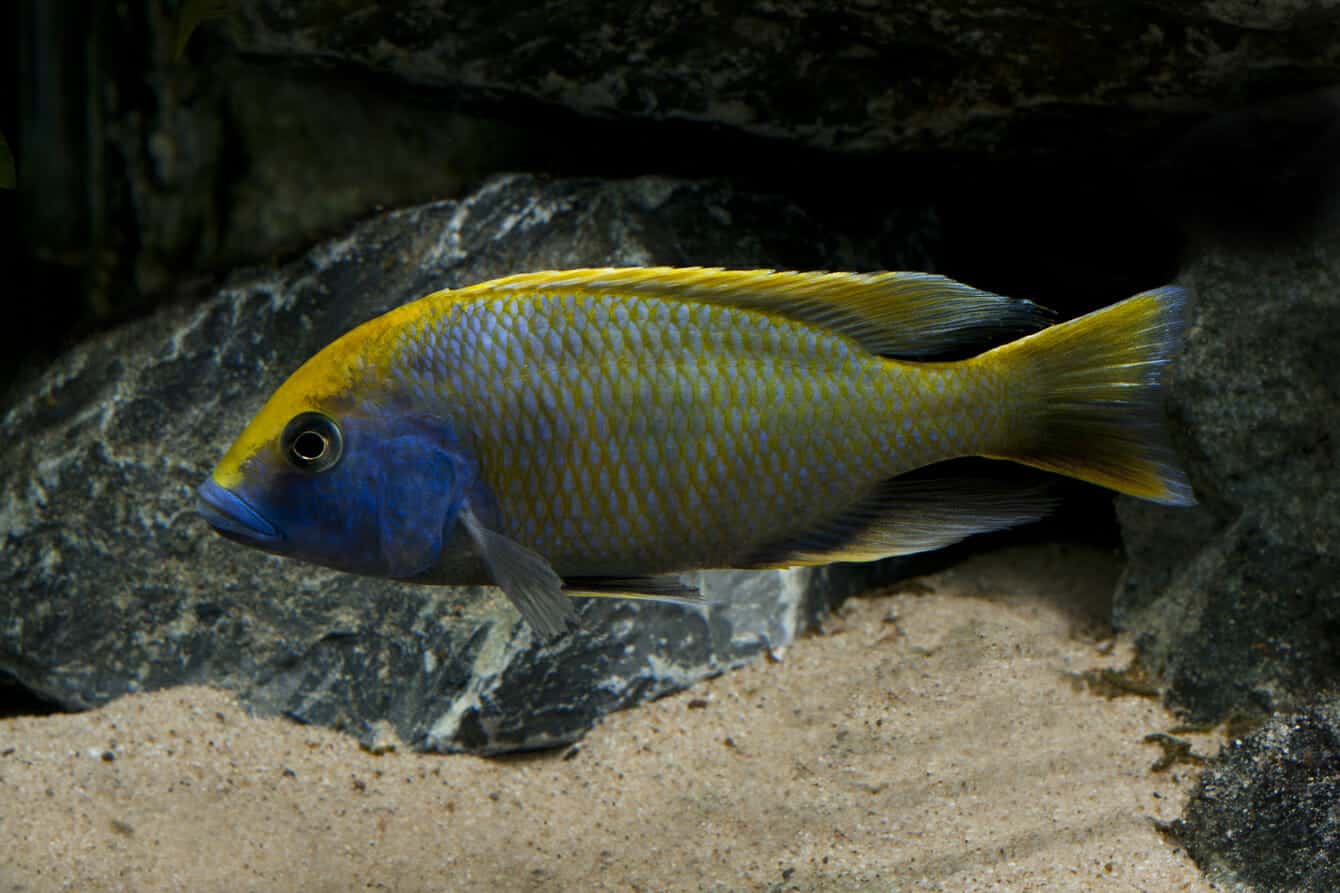 Malawi Barsch Nimbochromis Venustus